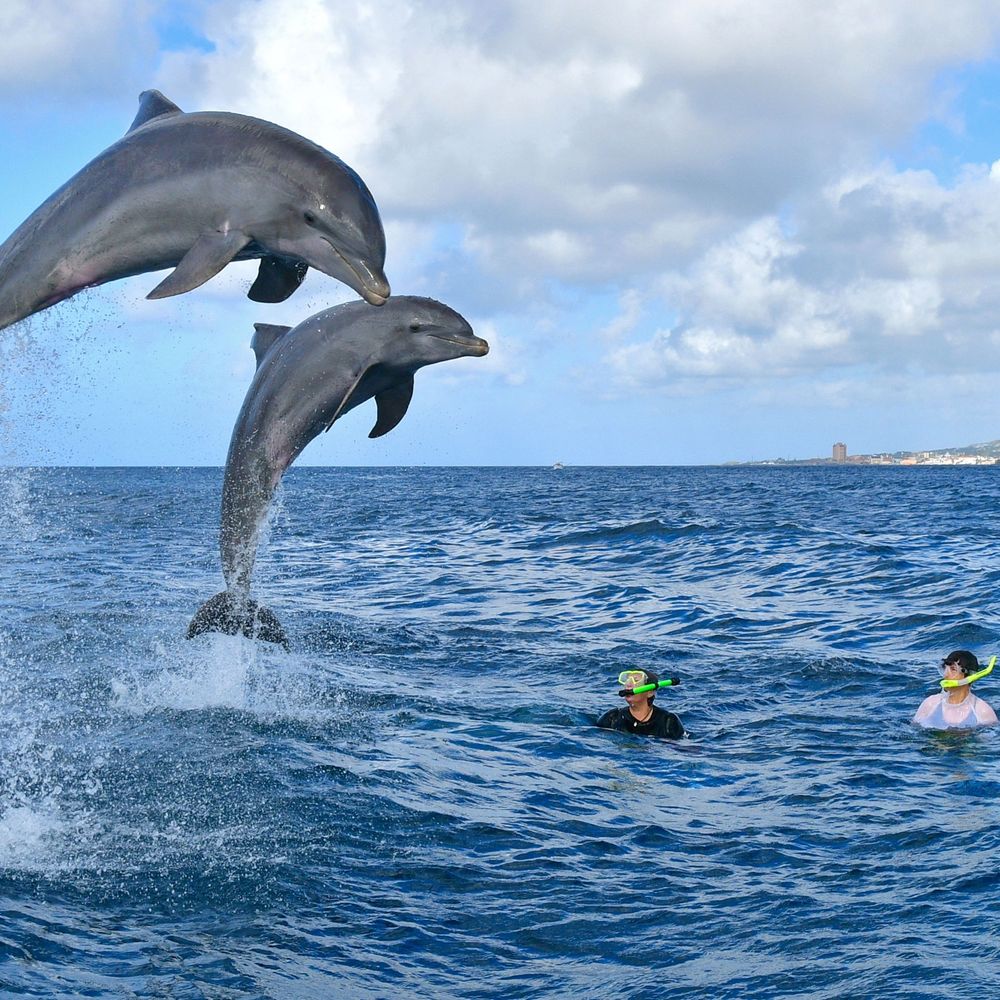 Visitor Perception & Dolphin Experience Study