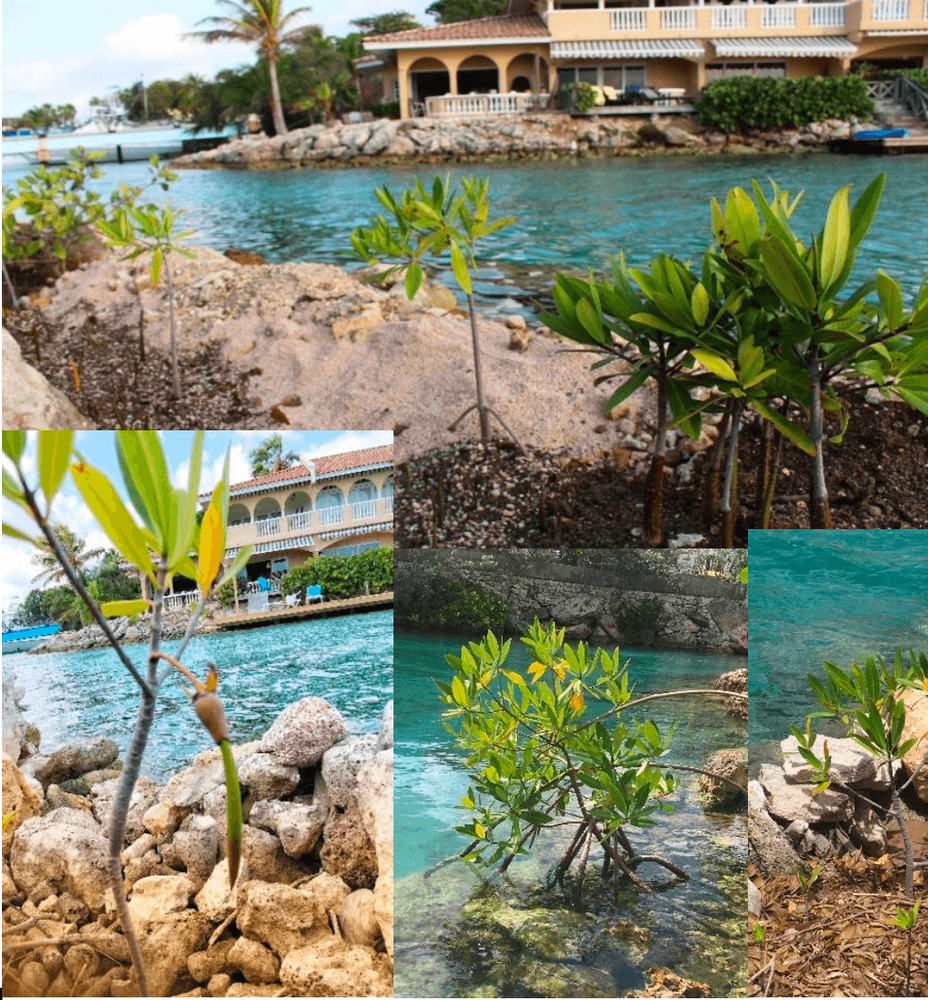 Mangrove Nursery