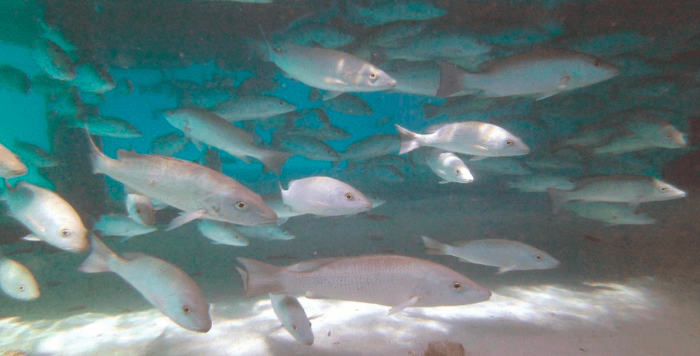 Fish Feeding & Brood Stock
