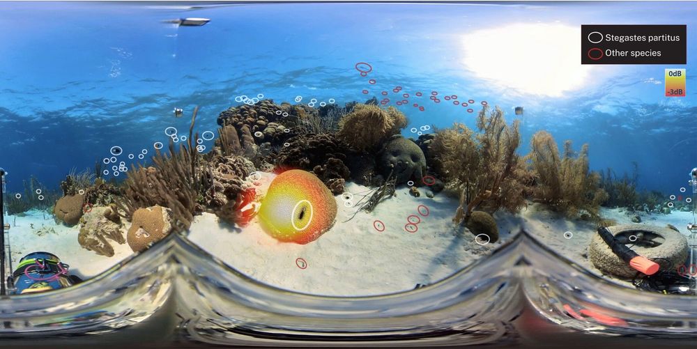 Deciphering Coral Reef Soundscapes 