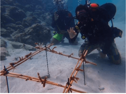 Coral Fragmentation & Outplanting