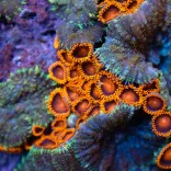 Zoanthid Research